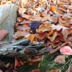 Keine Spur vom Novemberblues