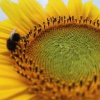 Die Sache mit den Prioritäten