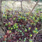 Erschwerte Aufräumarbeiten nach dem Sturm