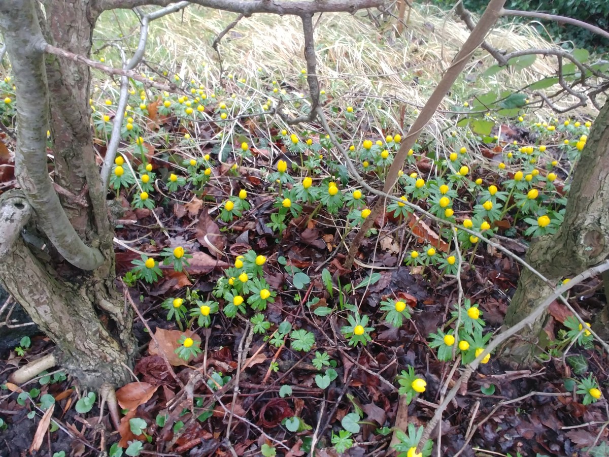 Erschwerte Aufräumarbeiten nach dem Sturm